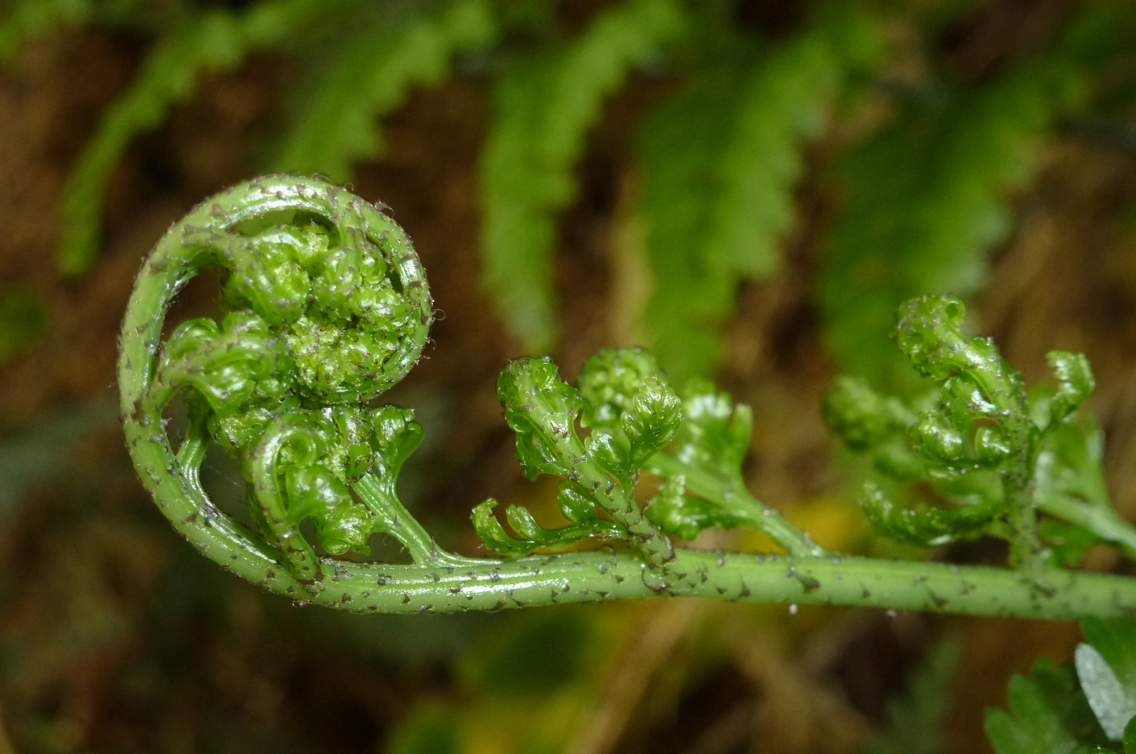 Mobilising Biodiversity Data GBIF New Zealand Mobilising Biodiversity Data GBIF New Zealand